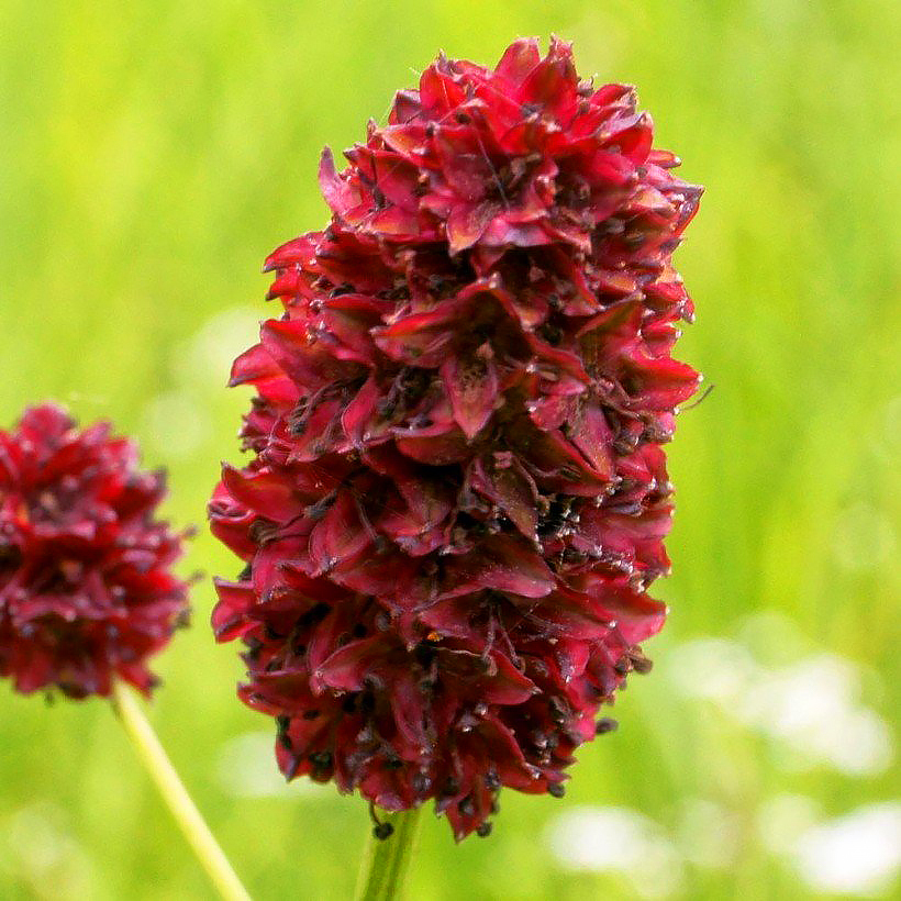 Sanguisorba - Pimprenelles