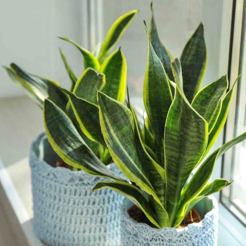 Sansevieria