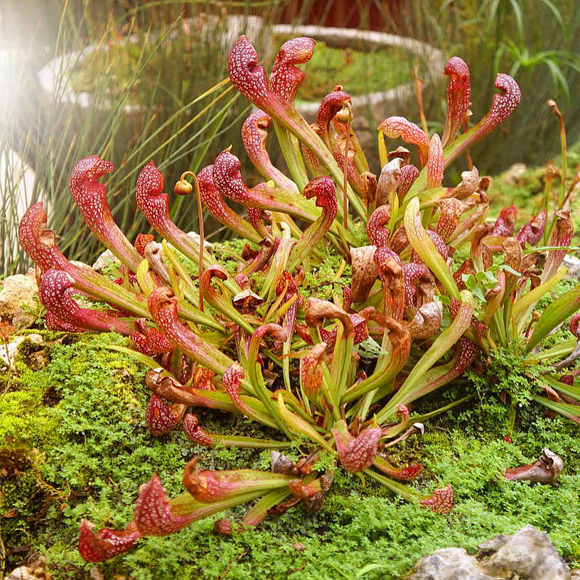 Sarracenia - Plantes carnivores