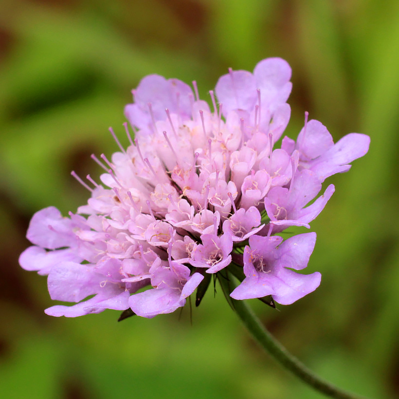 Scabieuses - Scabiosa
