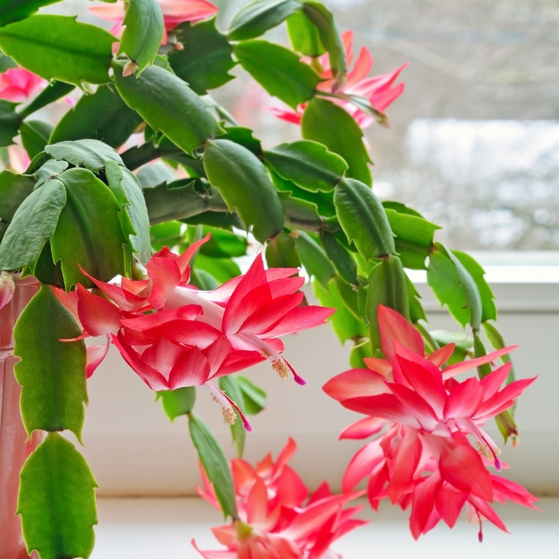 Schlumbergera - Cactus de Noël