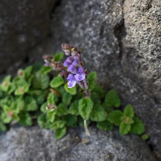 Scutellaria - Scutellaires