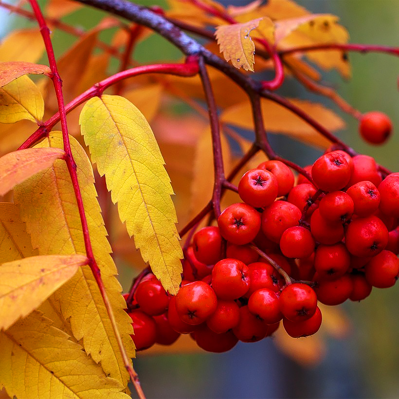 Sorbus - Sorbiers