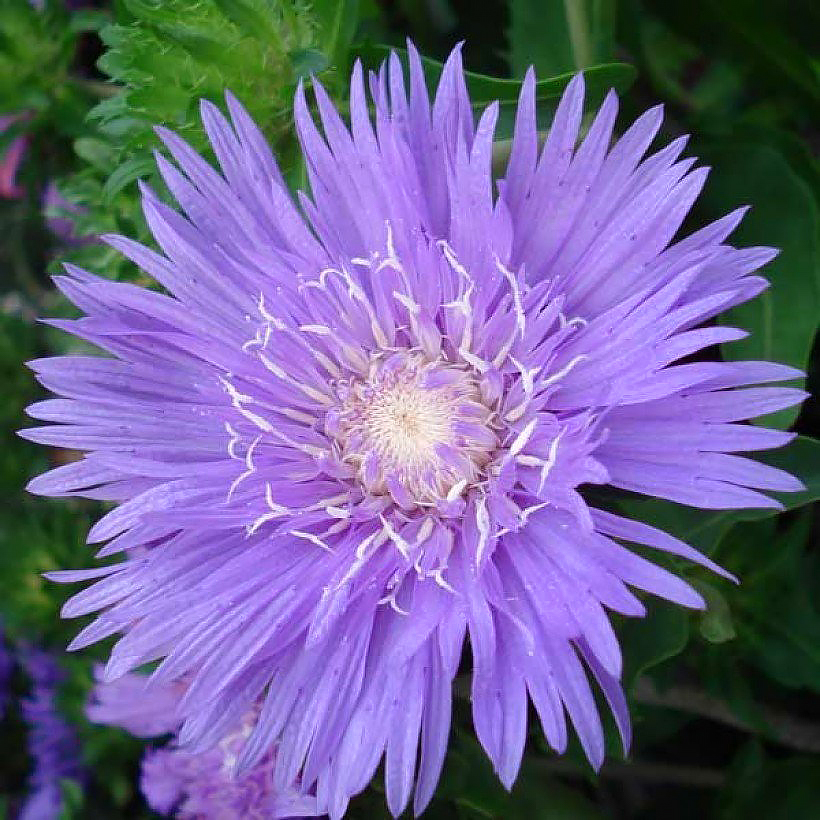 Stokesia - Bleuets d'Amérique