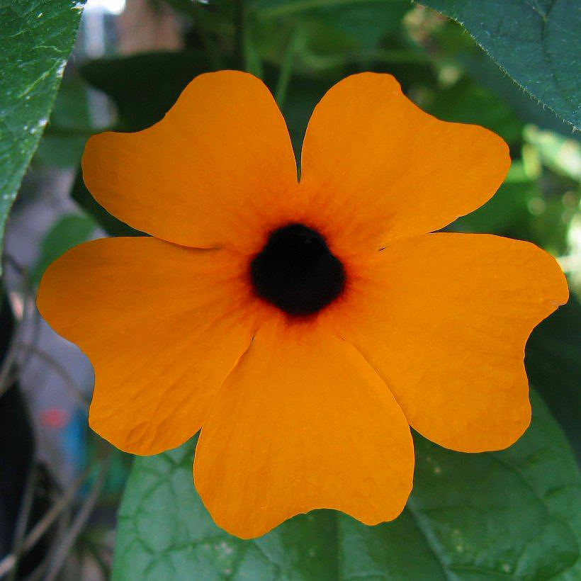 Thunbergia - Suzannes