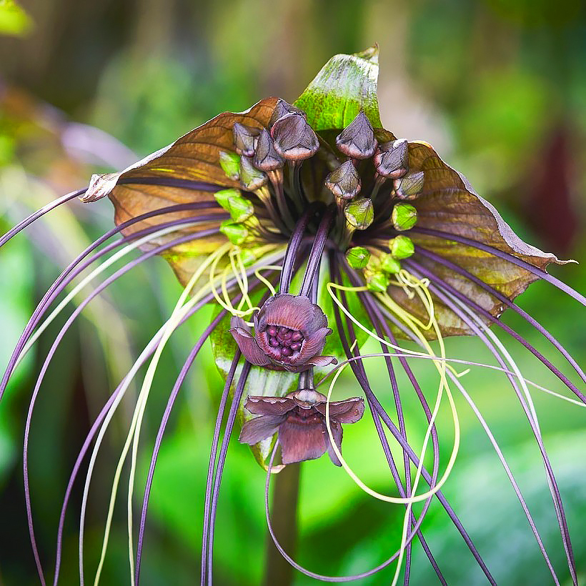Tacca - Fleur chauve-souris