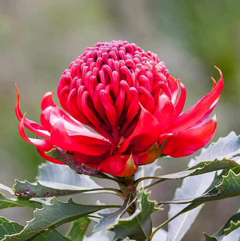 Telopea - Waratah