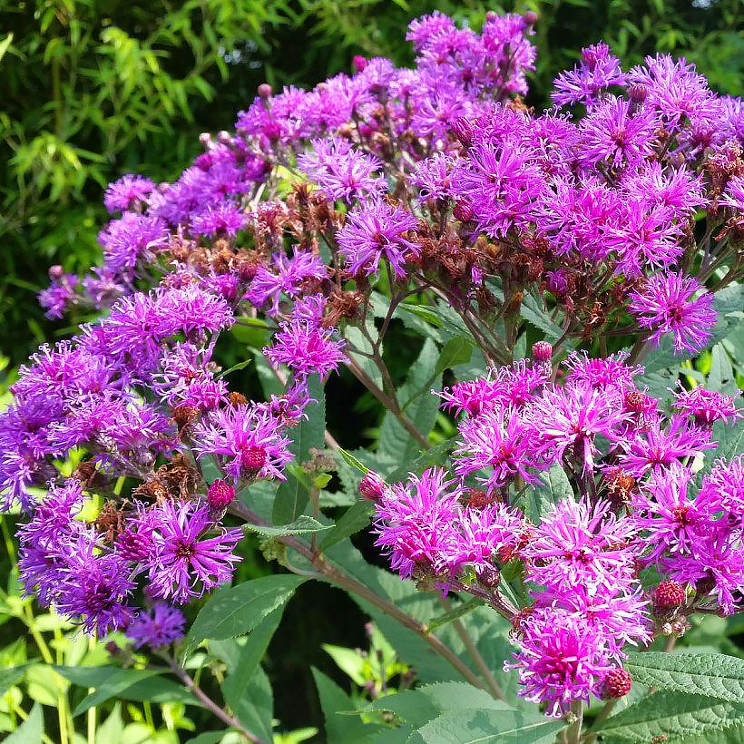 Vernonia - Vernonies