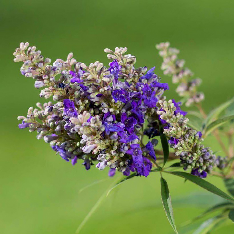 Vitex - Gattiliers