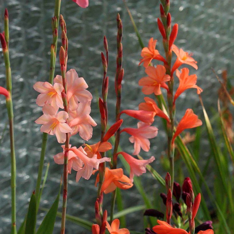 Watsonia - Watsonies