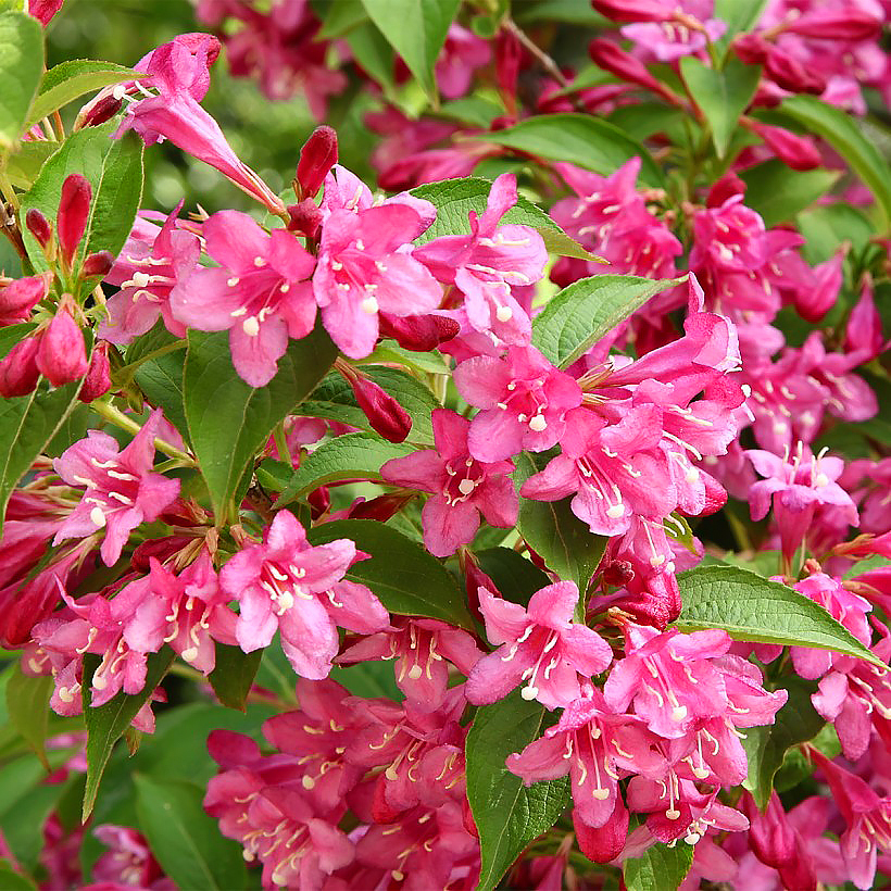 Weigela - Weigélias