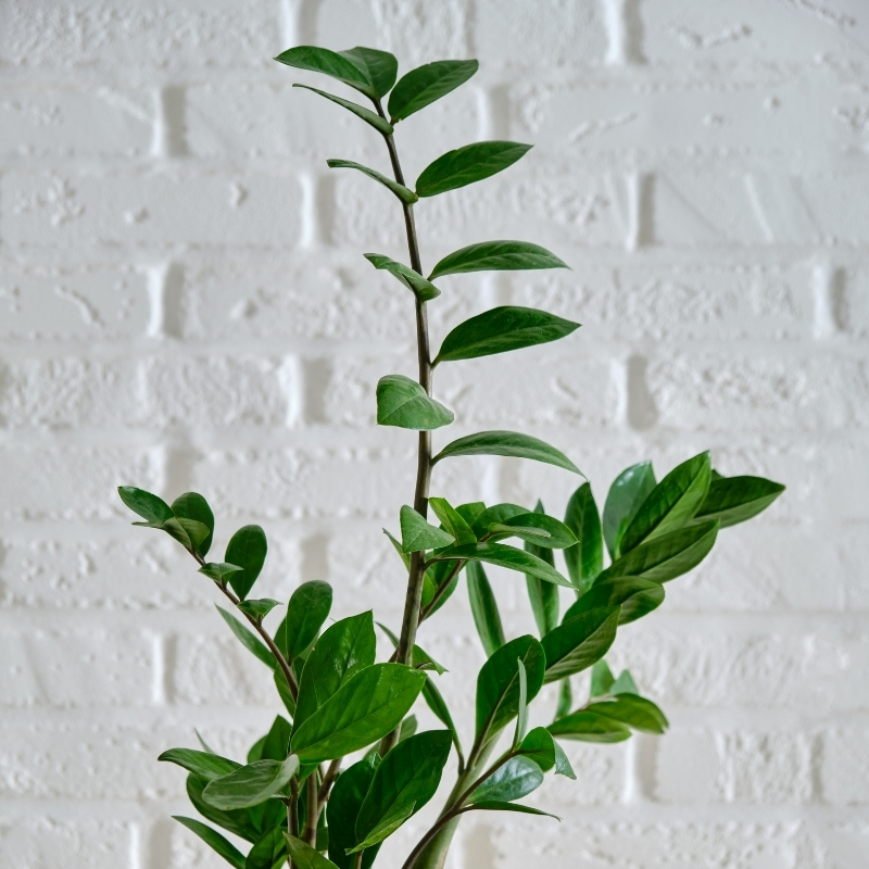 Zamioculcas - Plante ZZ