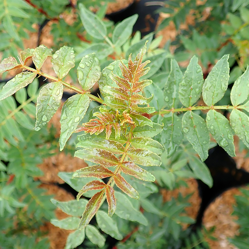 Zanthoxylum - Poivriers