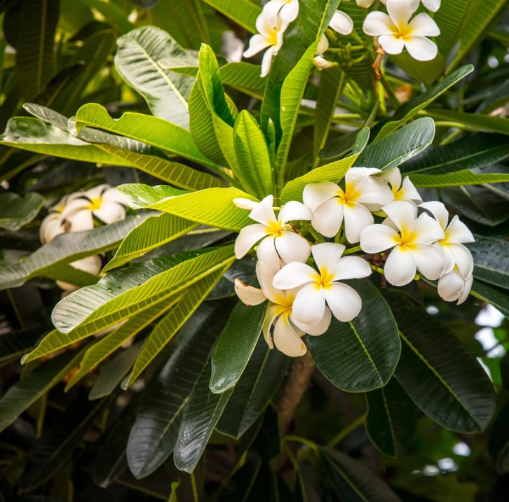 Frangipaniers - Plumeria