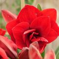 Amaryllis Double Dragon
