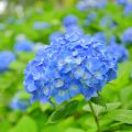 Hortensia - Hydrangea macrophylla Bela®
