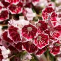 Kalmia latifolia Pinwheel - Laurier des montagnes 