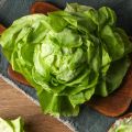 Laitue du Bon Jardinier
