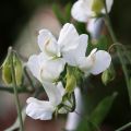 Graines de Pois de Senteur White Suprême - Lathyrus odoratus grandiflora