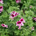 Pelargonium - Géranium parfumé Mosquitaway Eva