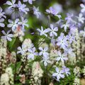 Phlox divaricata Clouds of Perfume - Phlox bleu