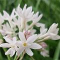 Tulbaghia Pearl - Thulbagie 