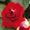 Impatiens Double Walleriana rouge