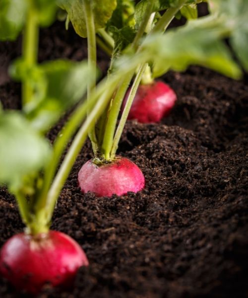 Calendrier potager : Avril