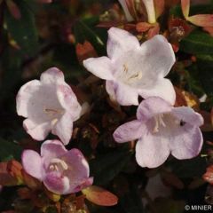 Abelia Petite Garden 'Minedward'