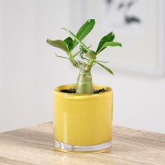 Adenium obesum - Rose du désert