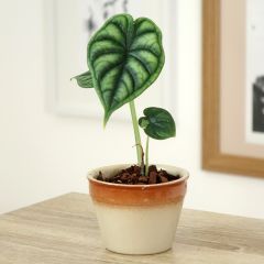 Alocasia Dragon Scale - Oreille d'éléphant