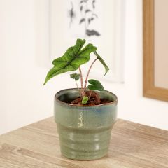 Alocasia Jacklyn - Oreille d'éléphant