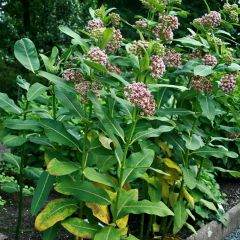 Asclepias syriaca ou cornuti - Herbe aux perruches