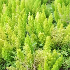 Asparagus densiflorus meyeri - Asparagus queues de chats