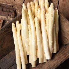 Asperge Argenteuil en griffes - Asparagus officinalis