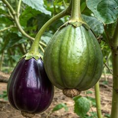 Aubergine Rotonda Bianca Sfumata Di Rosa Bio - Ferme de Sainte Marthe