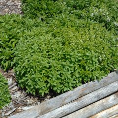 Basilic fin vert nain compact