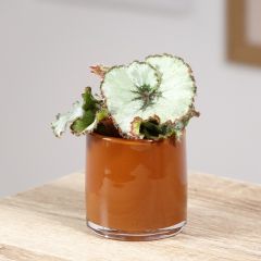 Begonia Rex Escargot - Bégonia escargot