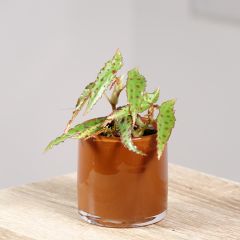 Begonia amphioxus - Bégonia d'intérieur