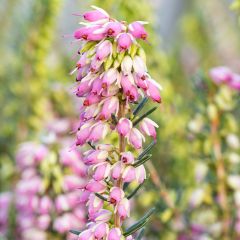 Bruyère d'hiver - Erica darleyensis Ghost Hills