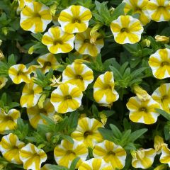 Calibrachoa Superbells Lemon Slice - Mini-pétunia