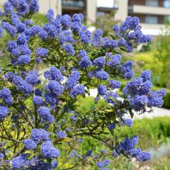 Ceanothus arboreus Concha - Lilas de Californie
