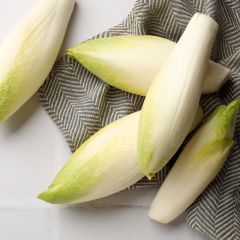 Chicorée Witloof (Endive) Normale Maraîchère - Cichorium intybus latifolium