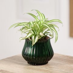 Chlorophytum Variegatum - Plante araignée panachée