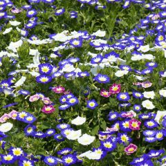 Graines de Belle de Jour Royal Ensign en mélange