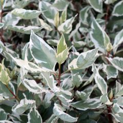 Cornus alba Ivory Halo - Cornouiller blanc