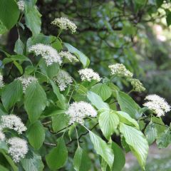 Cornus alternifolia - Cornouiller à feuilles alternes