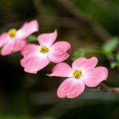 Cornus florida Rubra - Cornouiller à fleurs d'Amérique
