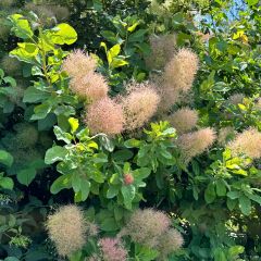 Cotinus coggygria - Arbre à Perruques