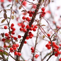 Cotoneaster suecicus Coral Beauty